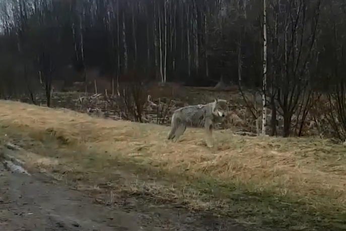 Прошедшей зимой в Архангельской области волки часто выходили к людям. Весной их тоже можно увидеть
