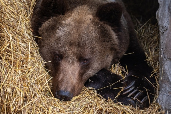 Косолапые впадут в спячку в конце октября — начале ноября, а пока идут к людям за пищей Косолапые впадут в спячку в конце октября — начале ноября, а пока идут к людям за пищей 