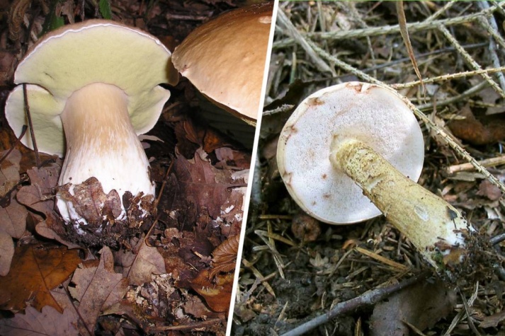 Вы смогли бы без подсказок отличить белый гриб от желчного? Если что, белый — слева