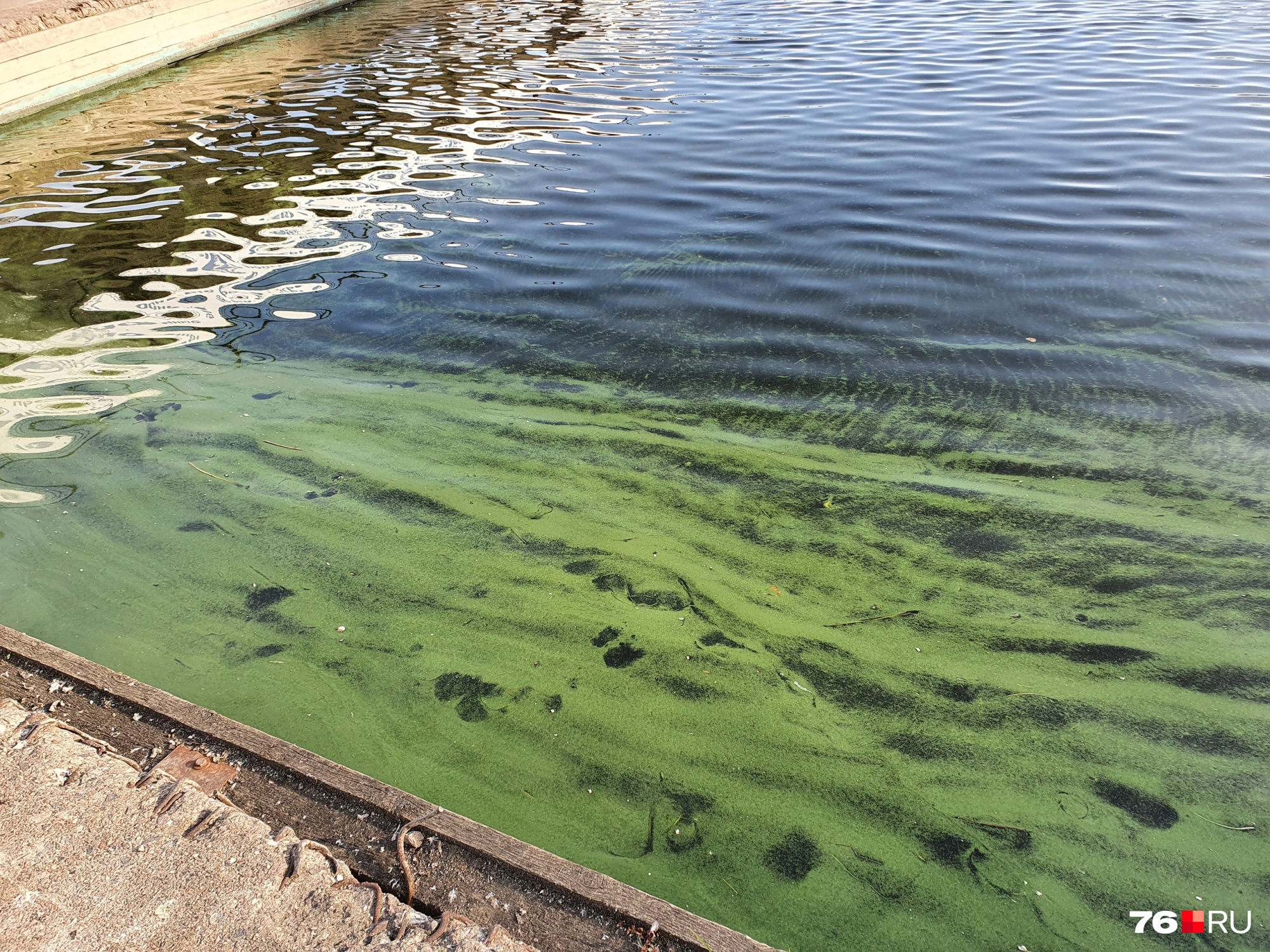  В Ярославле вода в Волге окрасилась в зелёный цвет