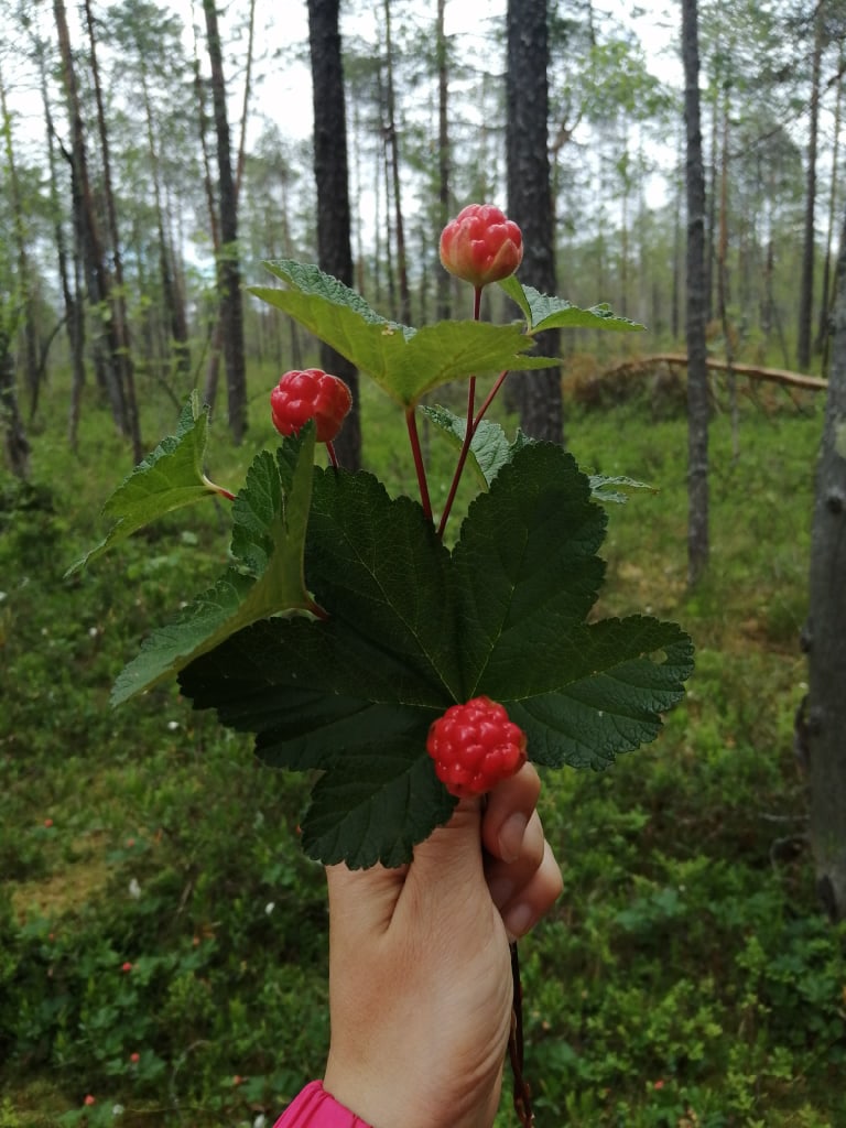Листья и чашелистики морошки после сушки настаивают — одна столовая ложка на 2 стакана воды. Или просто можно добавить в обычный чай для вкуса и пользы Листья и чашелистики морошки после сушки настаивают — одна столовая ложка на 2 стакана воды. Или просто можно добавить в обычный чай для вкуса и пользы