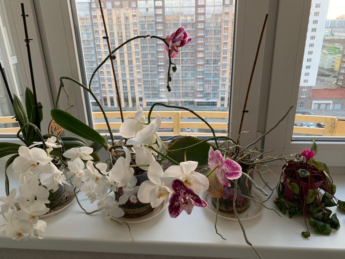 Автор этого снимка челябинка Кристина развела на подоконнике настоящий сад орхидей