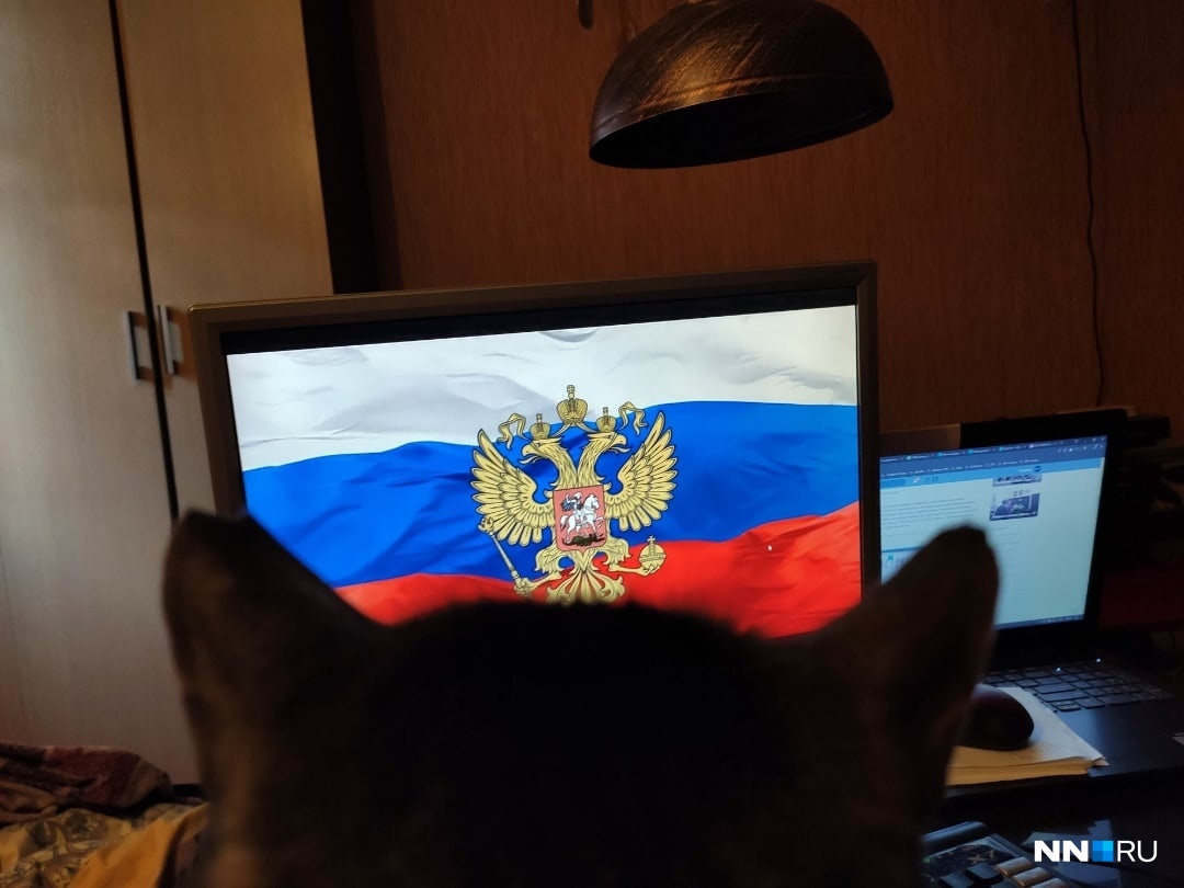 Коты тоже ждут обращение президента Коты тоже ждут обращение президента