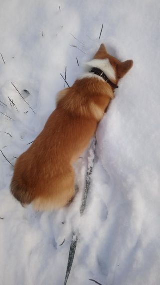 корги в костюме