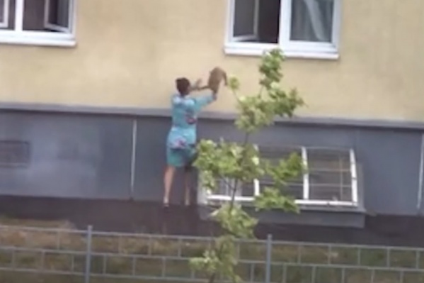 Это реально «котопультинг»! Это реально «котопультинг»!