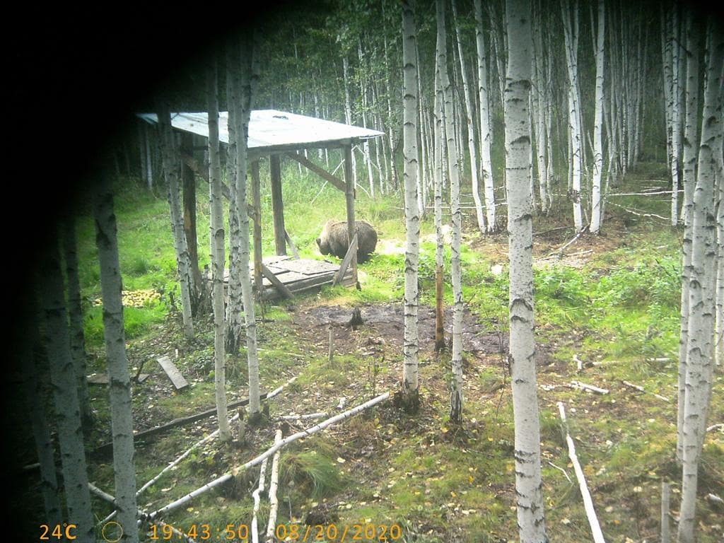 Около поселка в 20 километрах от Екатеринбурга в объектив фотоловушки попал медведь и напугал грибников