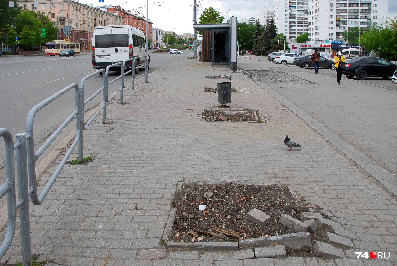 Снесённые около пединститута липы были не в лучшей форме, но не потому ли, что их просто задушили плиткой? Снесённые около пединститута липы были не в лучшей форме, но не потому ли, что их просто задушили плиткой?