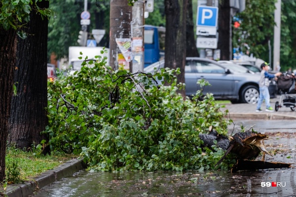 МЧС рекомендует не ходить под деревьями. Из-за сильного ветра они могут сломаться МЧС рекомендует не ходить под деревьями. Из-за сильного ветра они могут сломаться