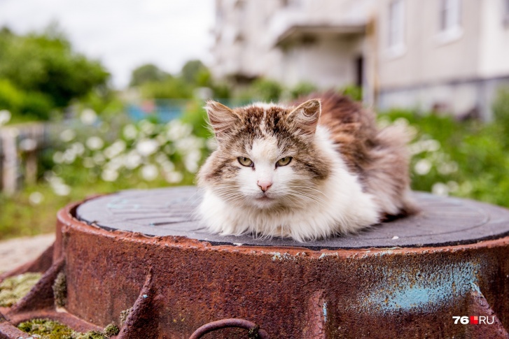 Протяженность поврежденных теплотрасс в России измерили в котиках