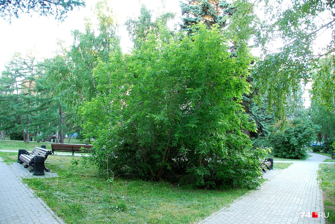 Ясенелистный клён без ухода превращается в неряшливый куст, зато хорошо поддаётся формовке Ясенелистный клён без ухода превращается в неряшливый куст, зато хорошо поддаётся формовке