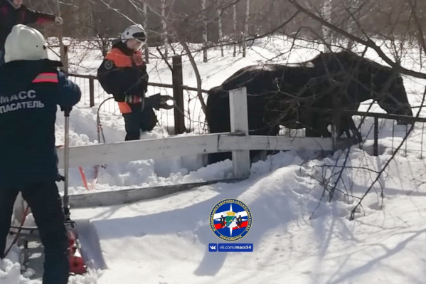 Лошадь не пострадала и чувствует себя сейчас хорошо Лошадь не пострадала и чувствует себя сейчас хорошо