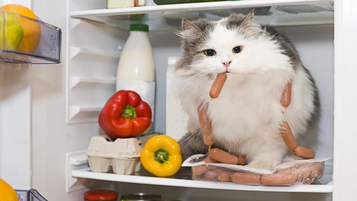 Что в холодильнике у типичного тюменца: без каких продуктов горожане не выходят из магазина