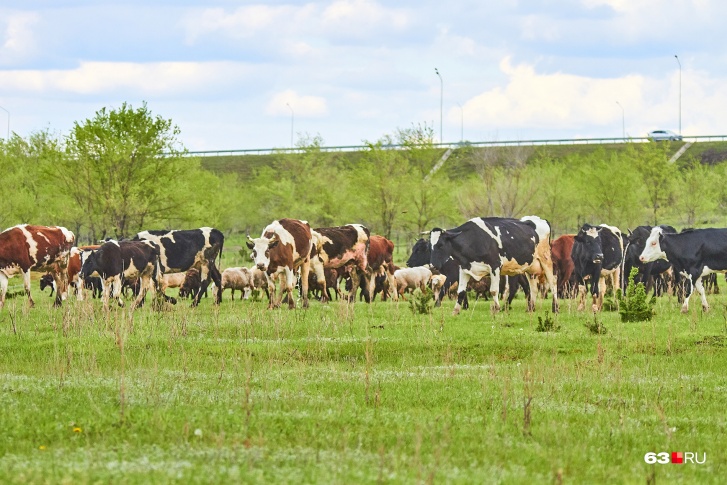 Животноводческий комплекс будет рассчитан на 698 молочных коров