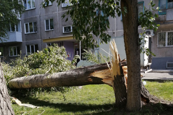 Вчера в Новосибирске был ураган — он ломал деревья, как, например, на улице Тульской, а некоторые даже вырывал с корнем Вчера в Новосибирске был ураган — он ломал деревья, как, например, на улице Тульской, а некоторые даже вырывал с корнем