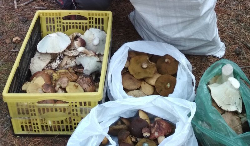 Грибы из Караканского бора Грибы из Караканского бора