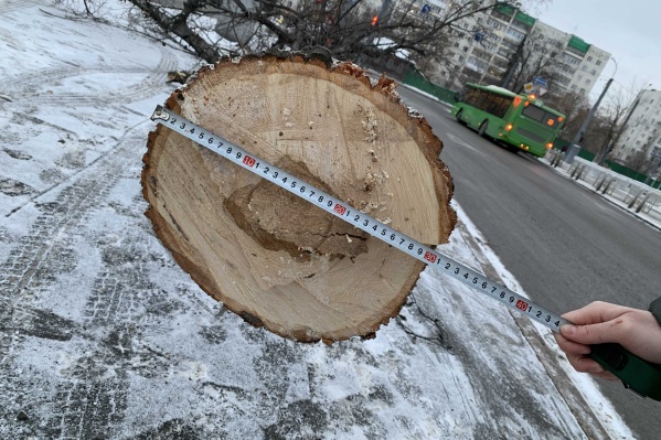 Неизвестные срубили дерево, но не забрали Неизвестные срубили дерево, но не забрали