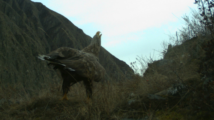 В Шушенском заповеднике фотоловушка зафиксировала поющего краснокнижного орлана