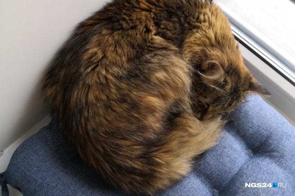 Кошка пролетела 7 этажей, но осталась жива Кошка пролетела 7 этажей, но осталась жива