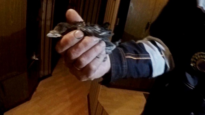 «У нас длинные руки»: в Ярославле спасли птенчика, застрявшего в вентиляционной шахте