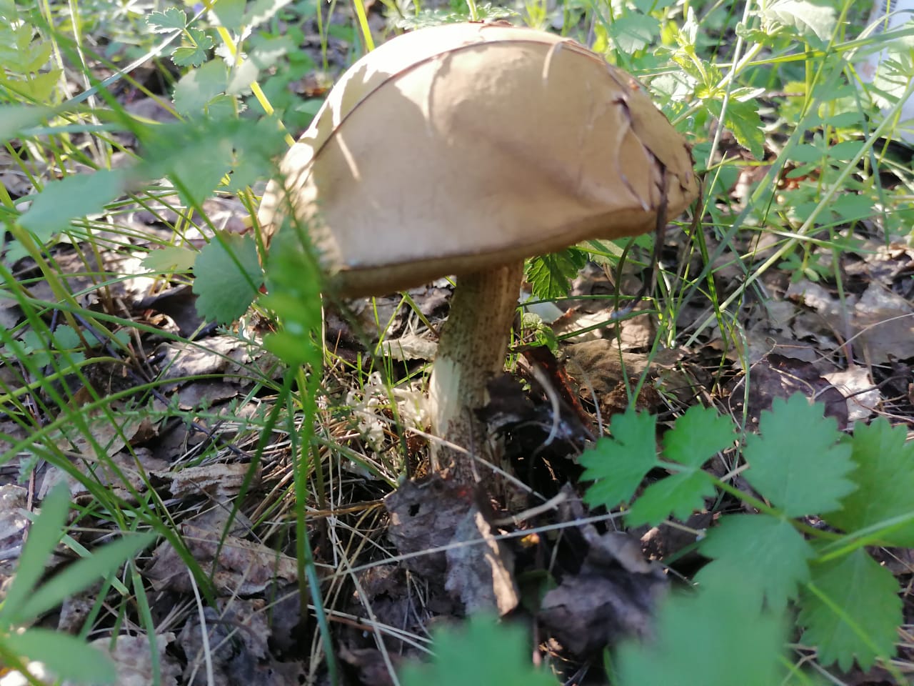 Пошли маслята, подберезовики и белые: куда ехать за грибами в Свердловской области