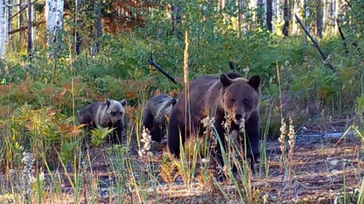 В Керженском заповеднике медведица и два её малыша попали в фотоловушку