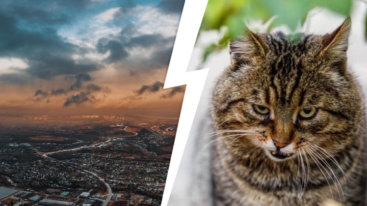 Лучшие фото недели: красочное осеннее небо и распушившиеся нижегородские коты