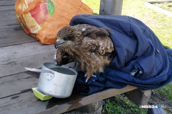Коршун пьёт водичку, пока люди ищут ветеринара Коршун пьёт водичку, пока люди ищут ветеринара