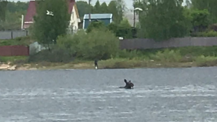 «Лох-несское чудовище»: в Ярославле лось открыл купальный сезон на Волге