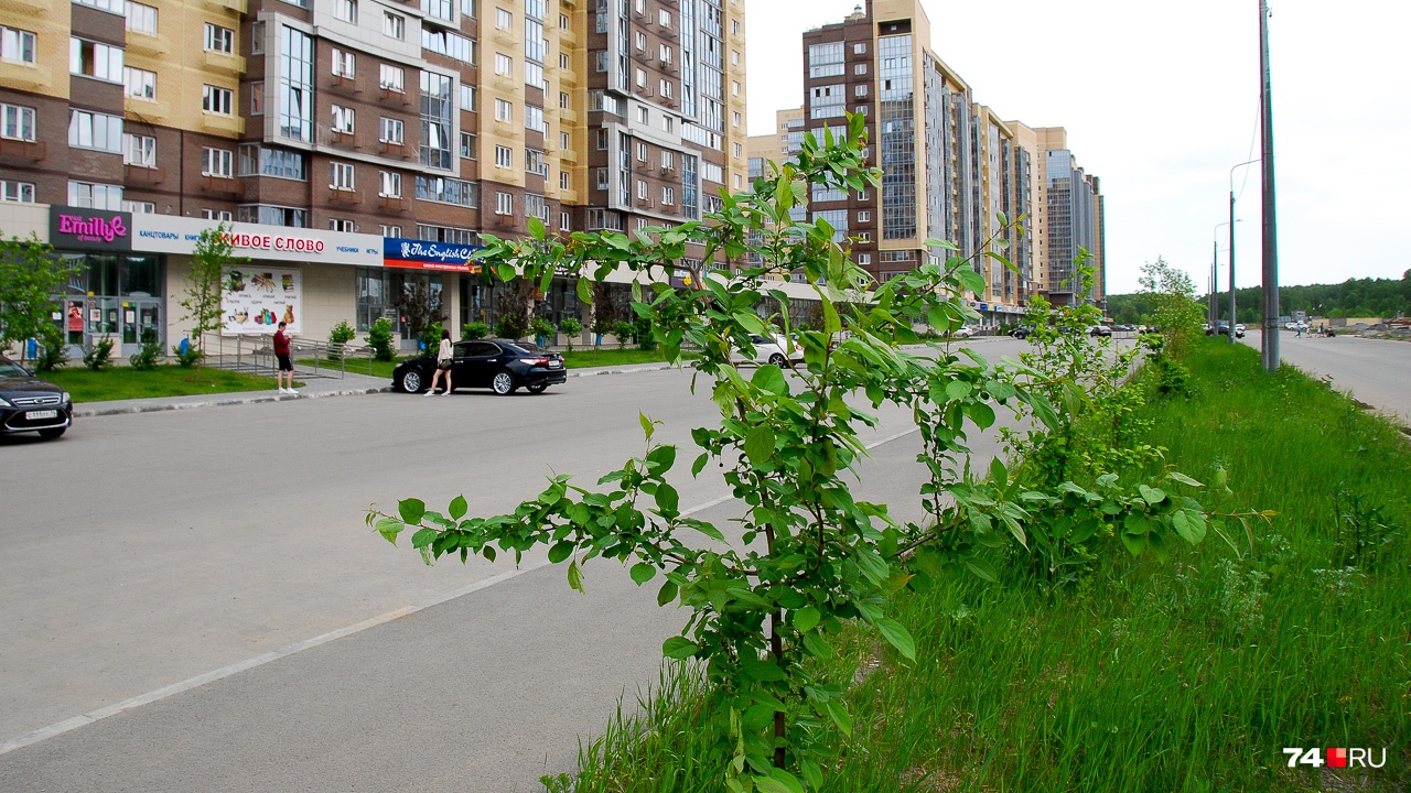 А вот посадка в одном из новых микрорайонов Челябинска: возможно, она приживётся, но на это потребуется время, и не факт, что дерево будет иметь эстетичный вид А вот посадка в одном из новых микрорайонов Челябинска: возможно, она приживётся, но на это потребуется время, и не факт, что дерево будет иметь эстетичный вид