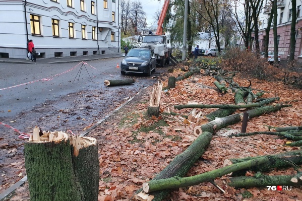 Деревья спилили возле офиса компании «ТГК-2» Деревья спилили возле офиса компании «ТГК-2»
