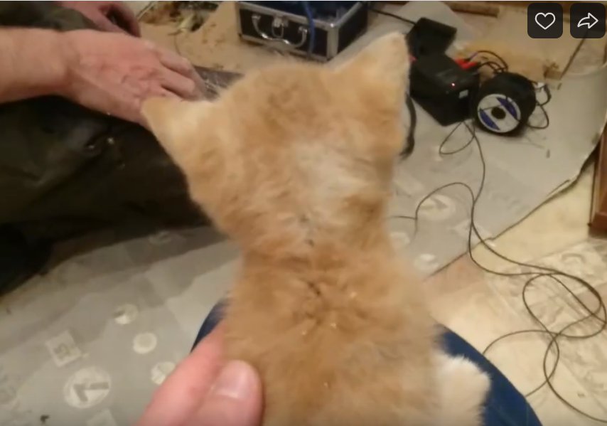 Кадр из видео <a class="author _" href="https://vk.com/koshkispas" data-from-id="-13144162" data-post-id="-13144162_17203" data-post-click-type="post_owner_link">КОШКИСПАС. Спасение животных. ПСО Экстремум</a>