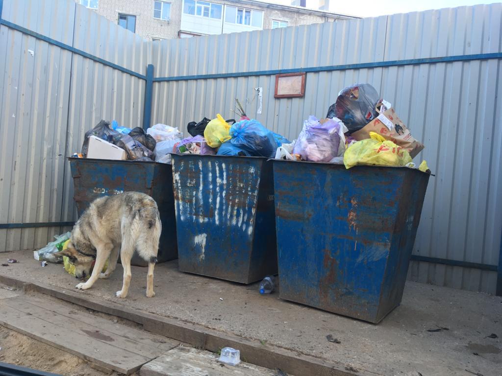 В Котласе не вывозят мусор из контейнеров во дворах. Видео
