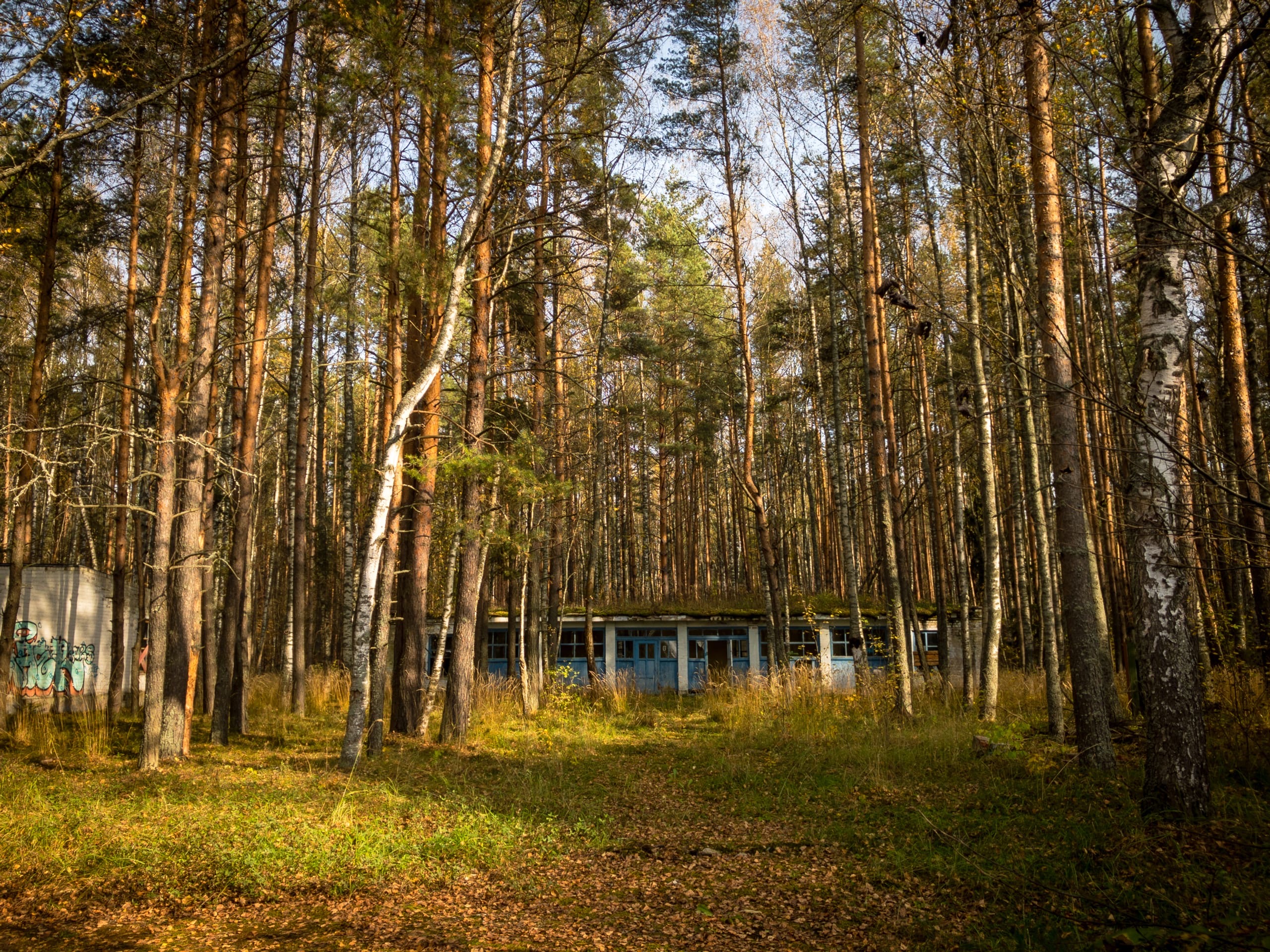 Скоро все лагерные постройки поглотит лес