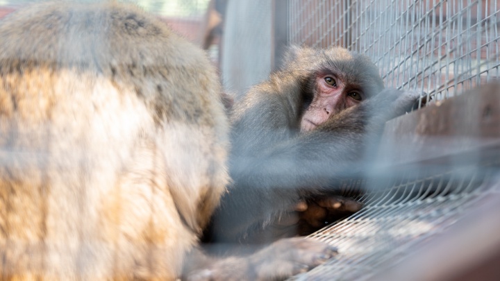 В Роспотребнадзоре рассказали о риске заражения оспой обезьян для жителей Поморья