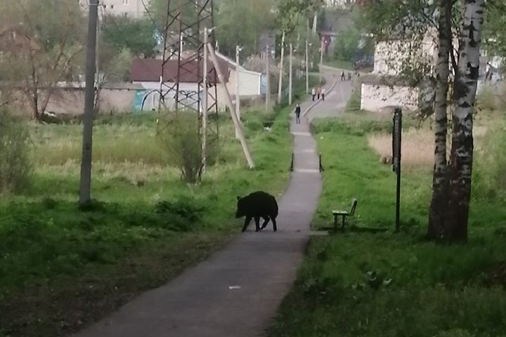 «Звери отвоёвывают пространство»: в Ярославской области в городской парк вышел кабан