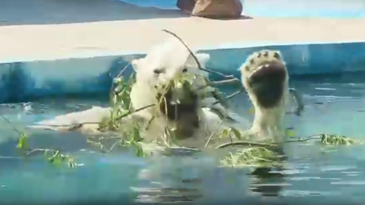 Видео дня: водные процедуры белой медведицы в зоопарке «Лимпопо»