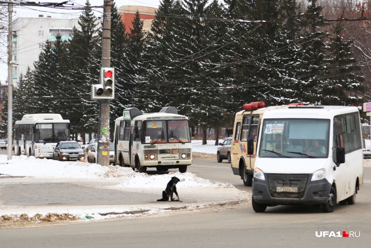 Уфимцы регулярно жалуются на работу автобусов в Уфе