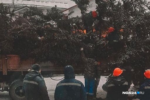 Ель погрузили на фуру и повезли в Дивногорск Ель погрузили на фуру и повезли в Дивногорск