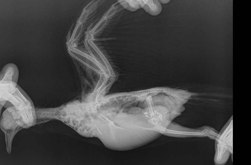 Рентген пингвина фото