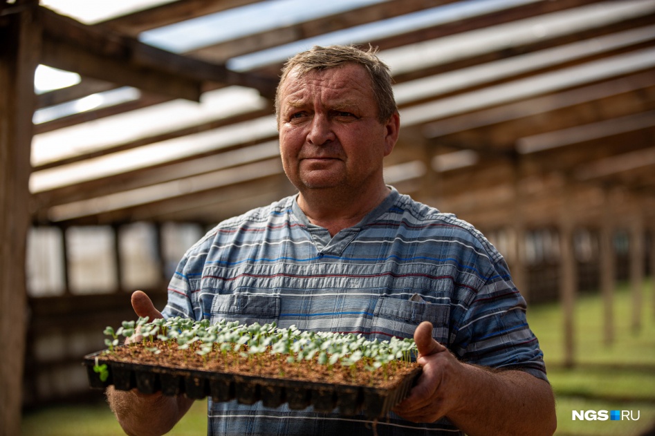 Главный агроном «Даров Ордынска» Александр Богданов обещает поднять урожайность минимум на 30%, но постарается вдвое