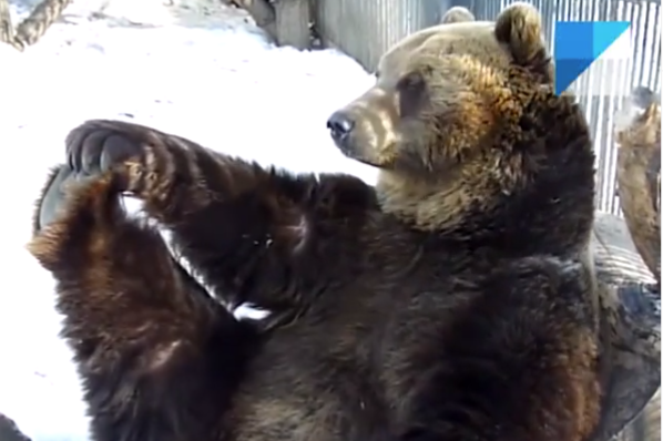 Чем занимаются животные в зоопарке, когда их никто не видит: смотрите видео