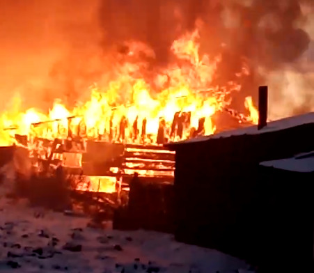 На пожаре в кемеровской конюшне заживо сгорели 9 лошадей