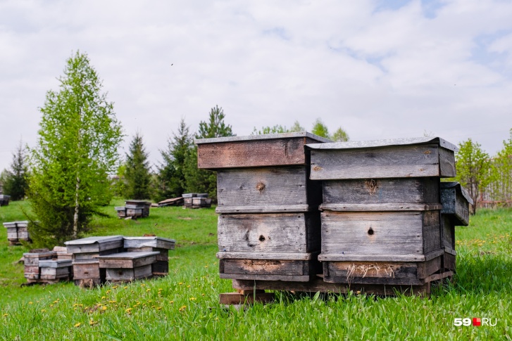 Ульи объединены по четыре, в каждом живет около 100 тысяч пчел, а иногда и больше