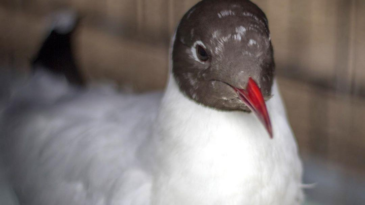 Живет в клетке и купается в ванне: центр реабилитации животных ищет дом однокрылой чайке