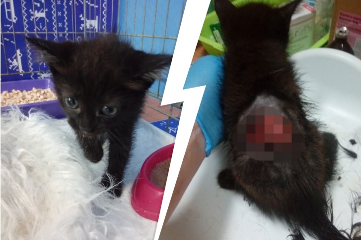 Котенку всего месяц Котенку всего месяц