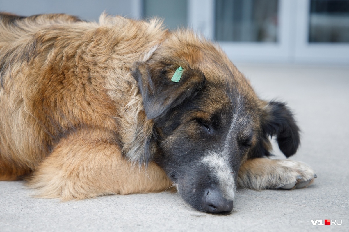 Вскрытия проводили на улице: в Волгограде убивали бездомных собак в антисанитарии