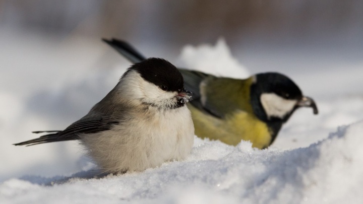 Синичкин день: учимся правильно подкармливать городских птиц