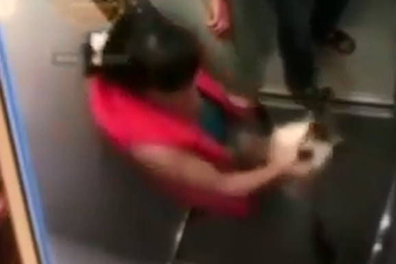 Избили женщину в лифте с собакой. В Красноярске женщина избила ребенка в лифте. Hello street cat издевательство над кошками