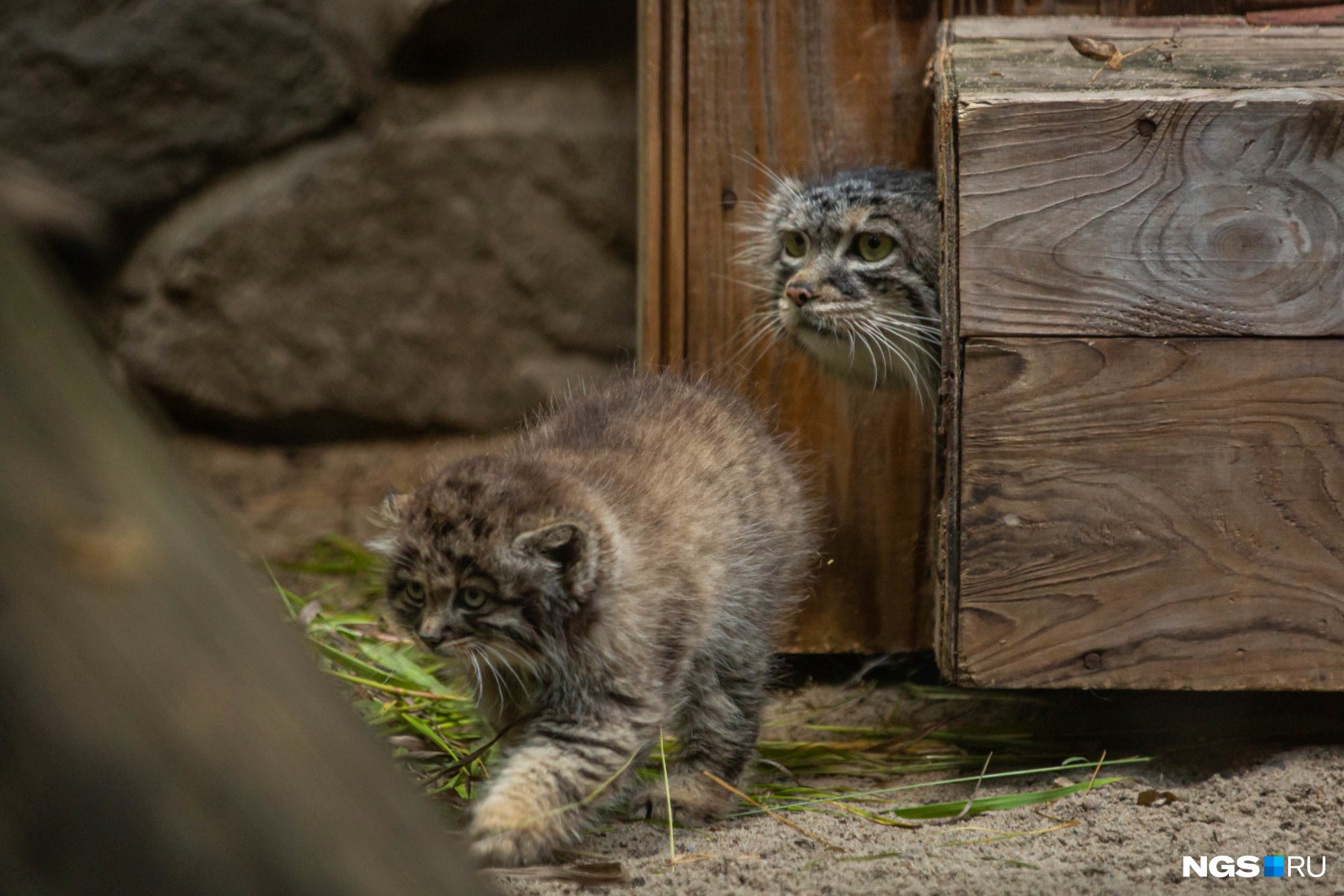 кот в зоопарке манул