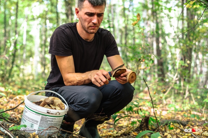 Грибы нужно срезать ножом, а не вырывать с корнем